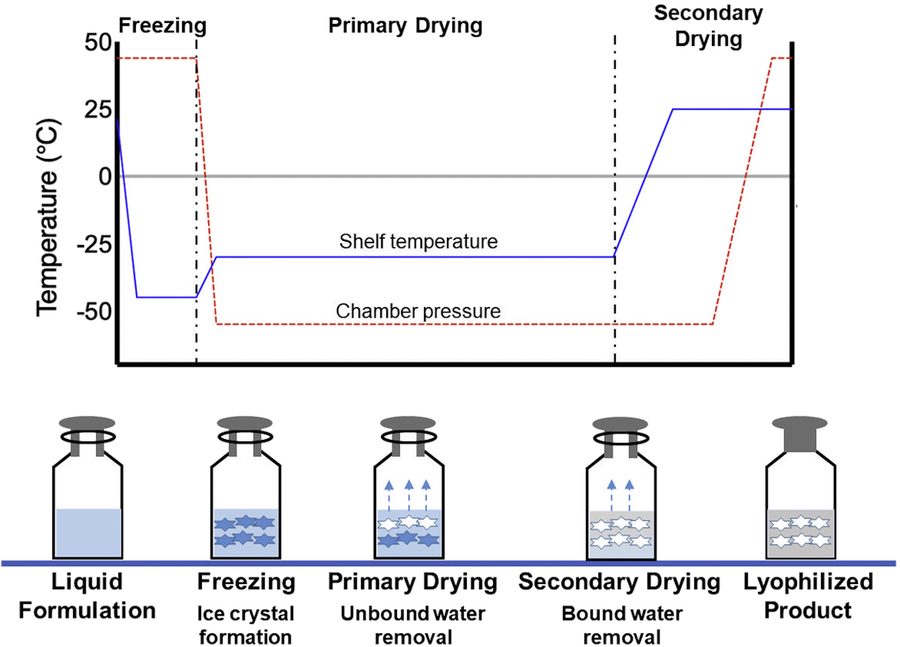 Cycle de lyophilisation : congélation, dessiccation primaire, dessiccation secondaire